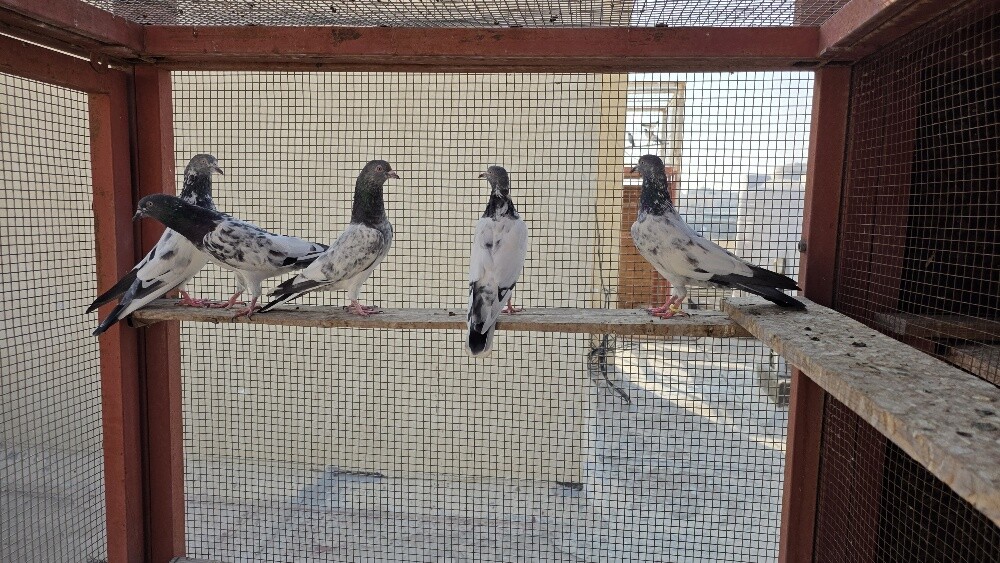 Pakistan Pigeons Teddy, Golden etc. - 3