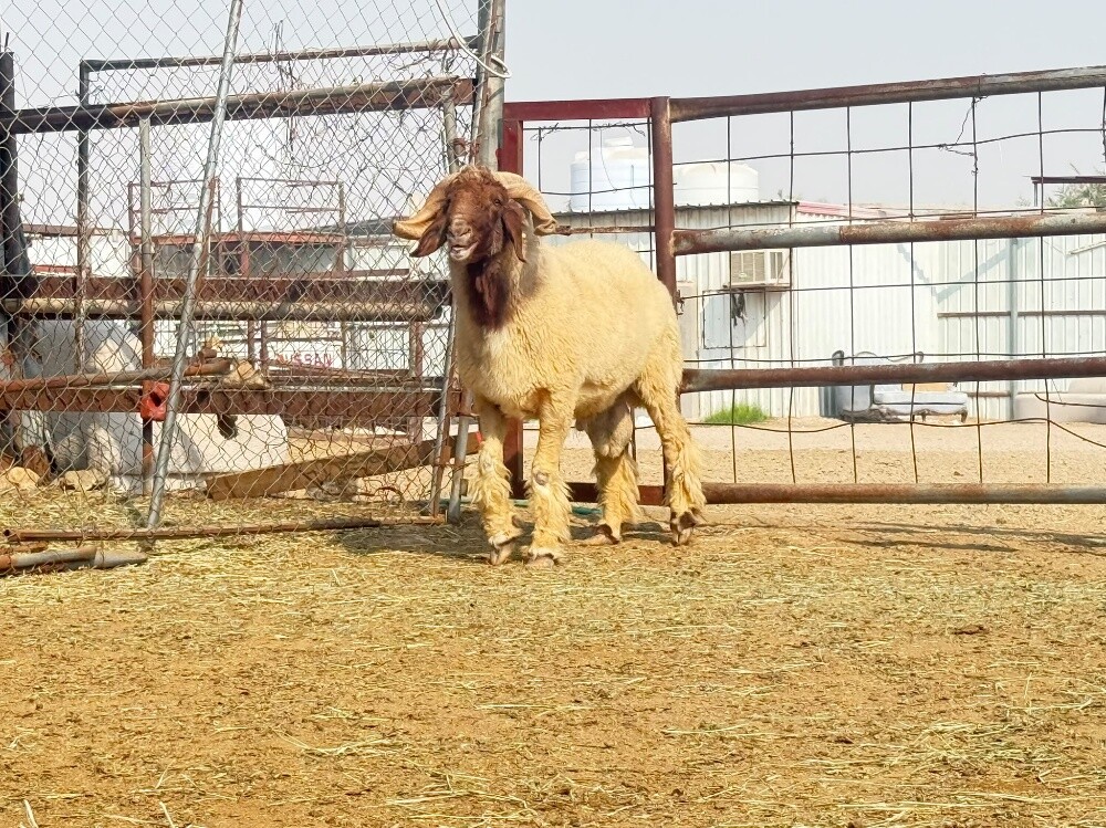 للبيع فحل سوري طيب له تعريف - 3