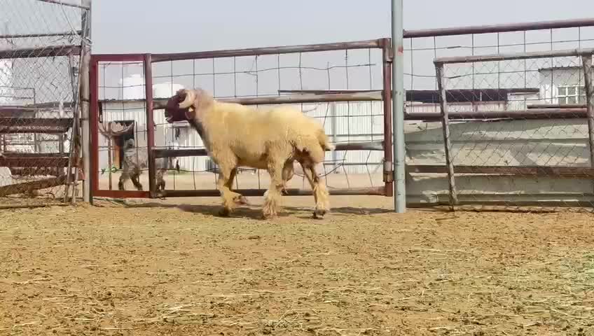 للبيع فحل سوري طيب له تعريف - 4