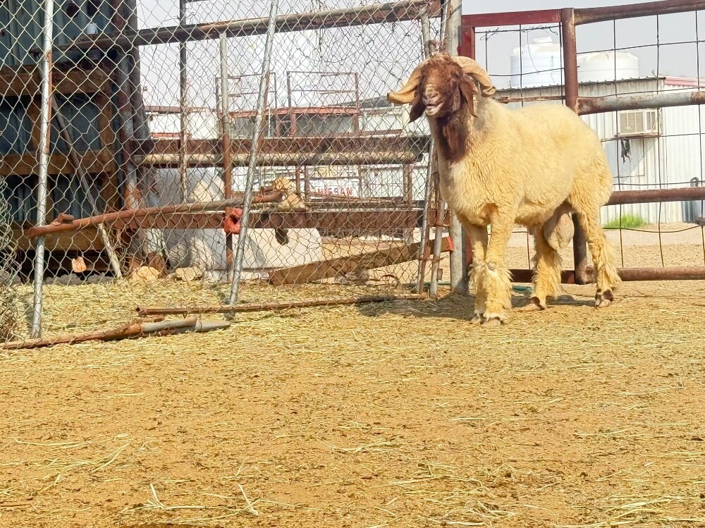 للبيع فحل سوري طيب له تعريف - 2