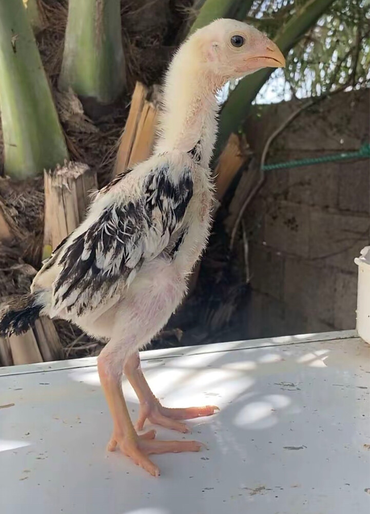 مطلوب فروخ فايتر او شامو - 2