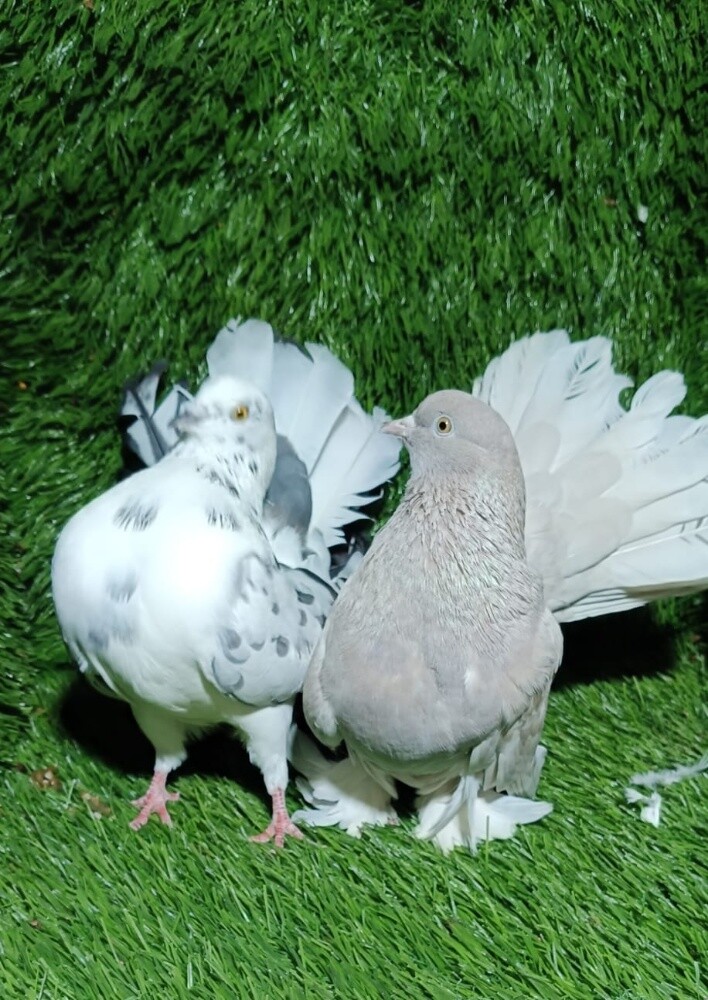 Shamsy pair - 2