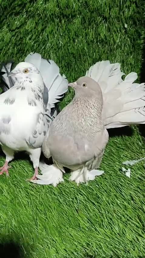 Shamsy pair - 1