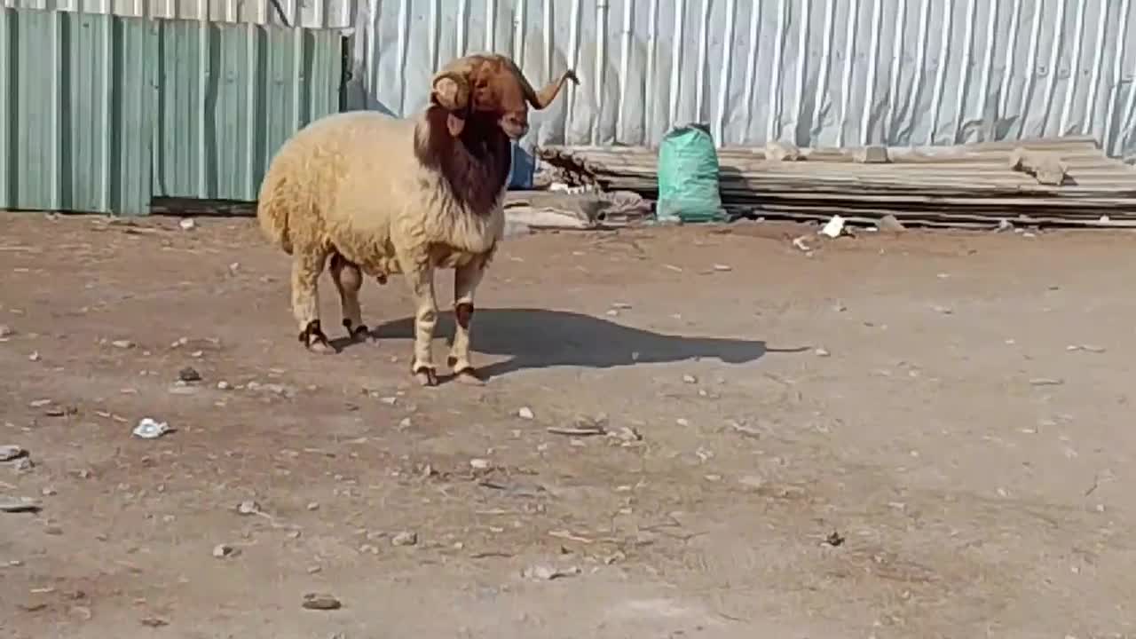 للبيع فحل سوري طيب _ نسف شرط - 1