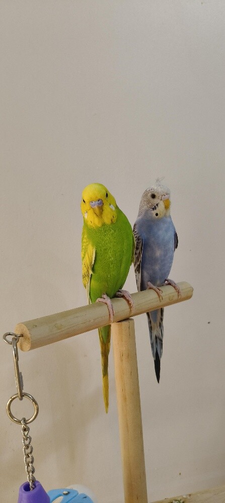 A pair of budgies - 2