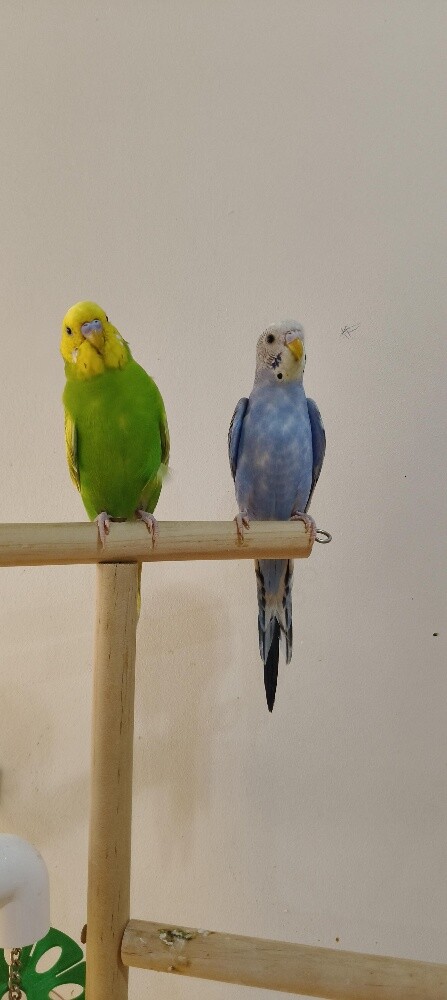 A pair of budgies - 3