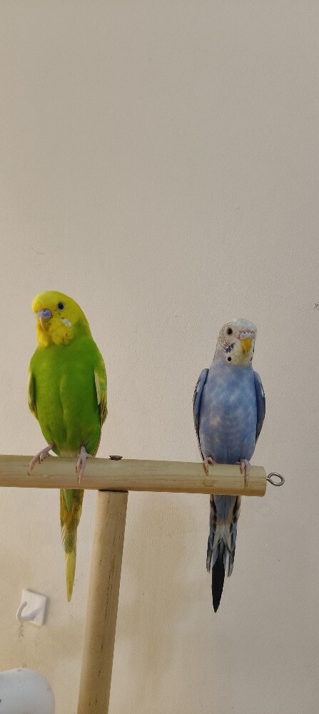 A pair of budgies - 1