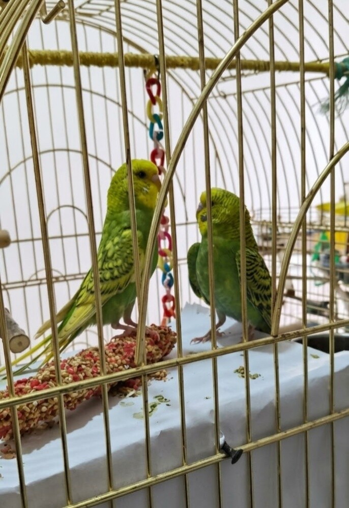 زوج طيور بادجي - 4
