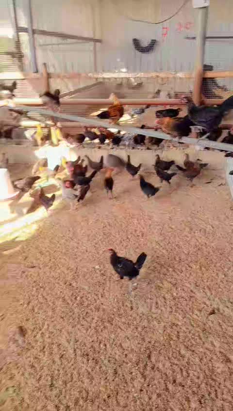 دجاج بلدي - 1