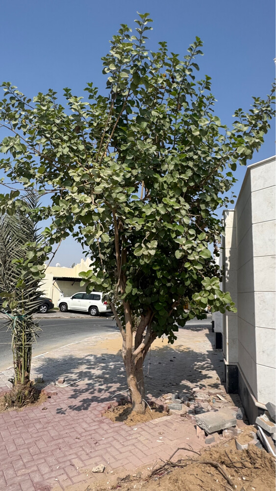 نخلتين وشجرة بمبر وليمون - 2
