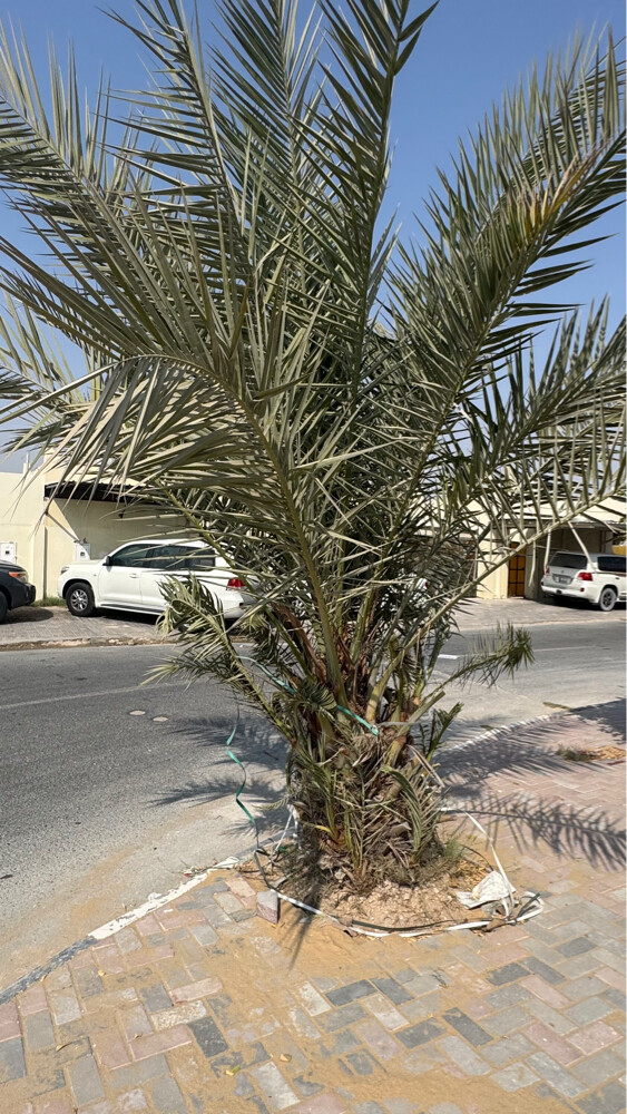 نخلتين وشجرة بمبر وليمون - 3