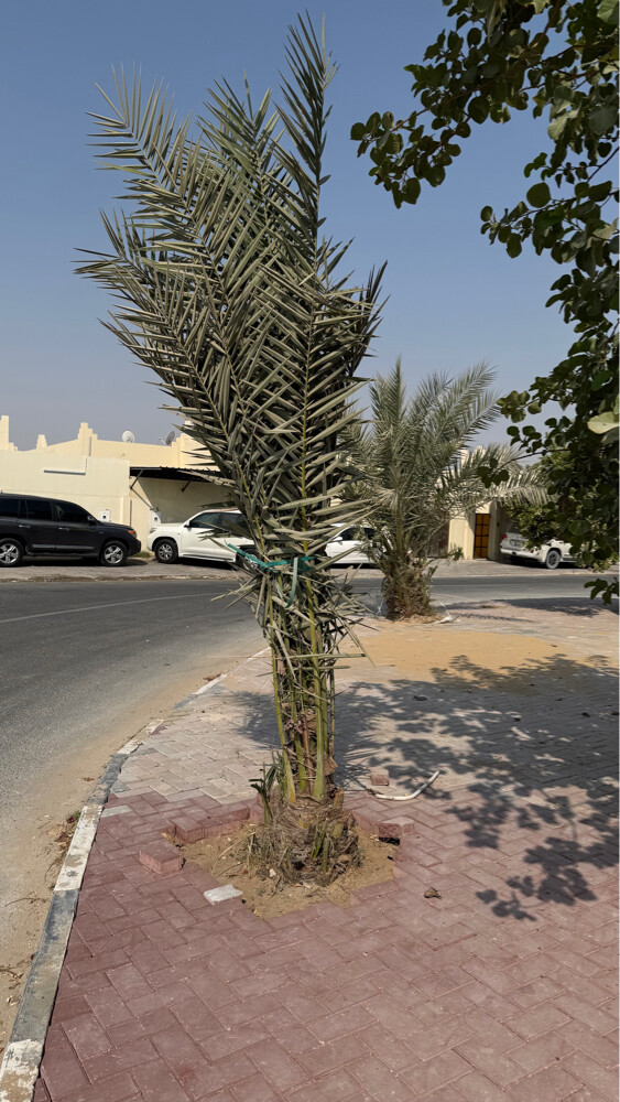 نخلتين وشجرة بمبر وليمون - 1
