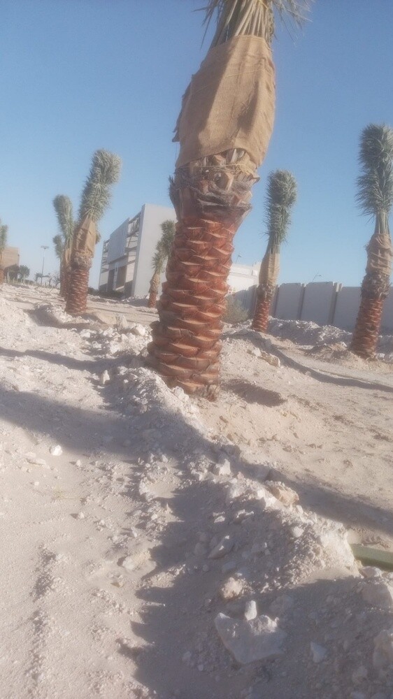 النخل والثمار الطيبه - 1