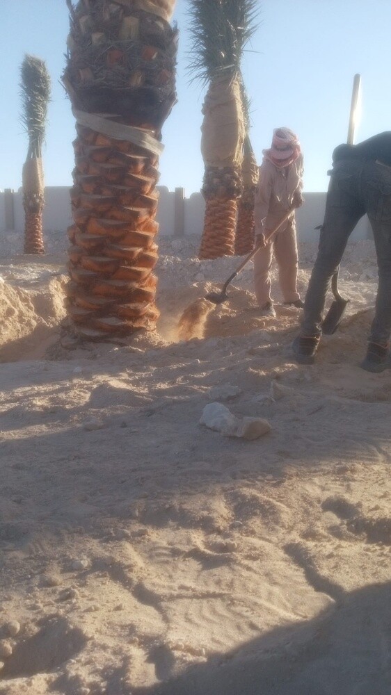 النخل والثمار الطيبه - 3