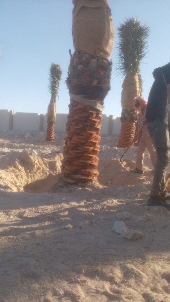 نخل اخلاص وبرحي - 1