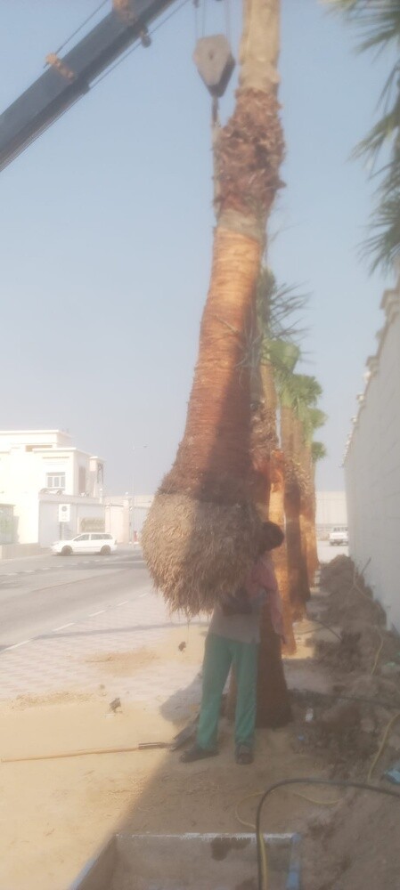 نخل اخلاص وبرحي - 5