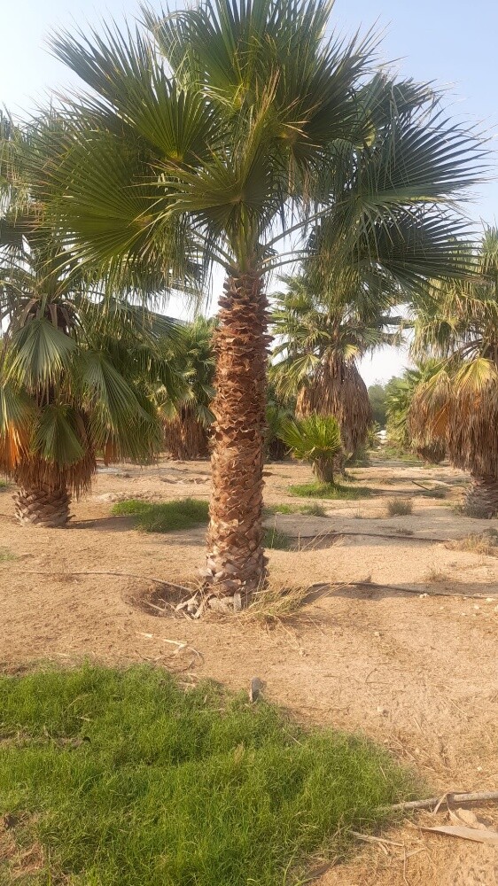 نخل اخلاص وبرحي - 7