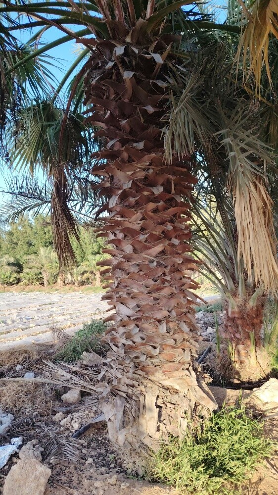 نخل اخلاص وبرحي - 8