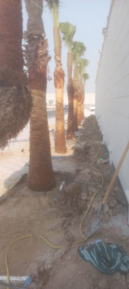 نخل اخلاص وبرحي - 6