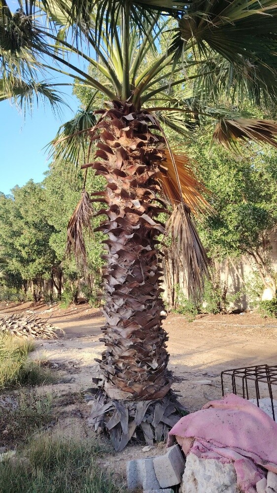نخل اخلاص وبرحي - 10