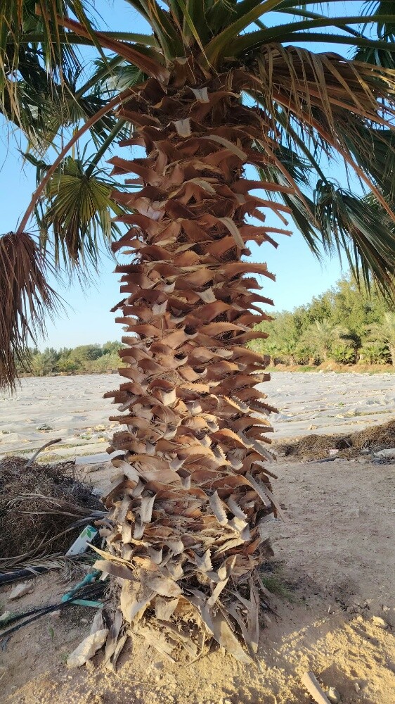 نخل اخلاص وبرحي - 11