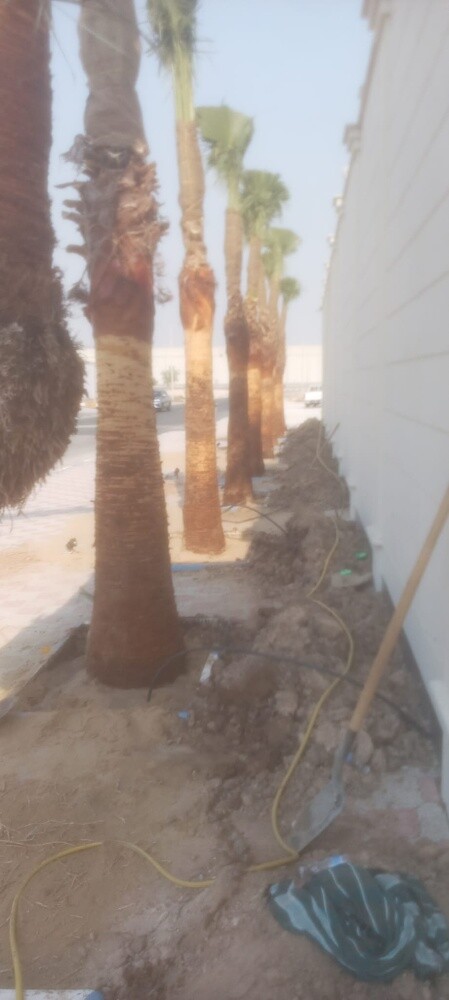 نخل اخلاص وبرحي - 4