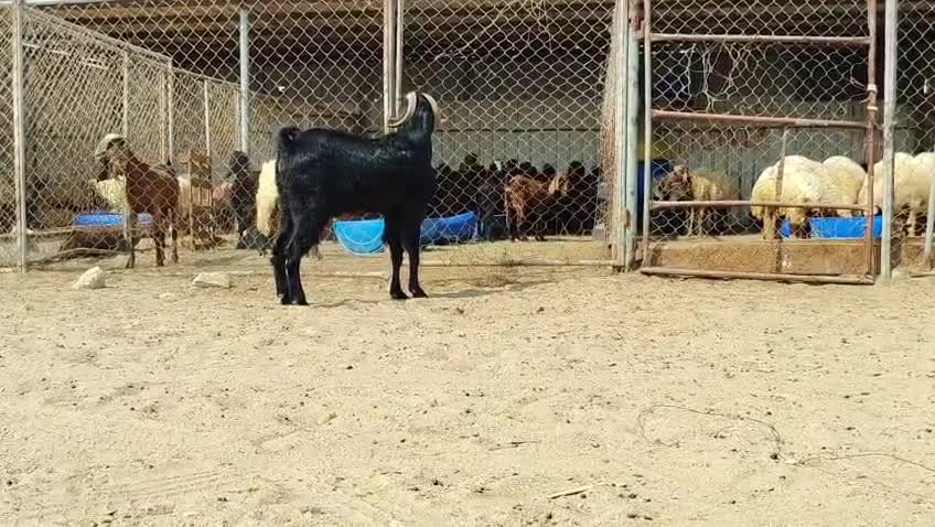 للبيع تيس فحل قبرصي حار وشبب - 1