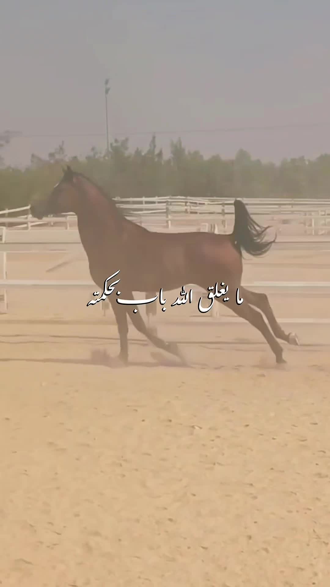 حفيد مروان الشقب - 1