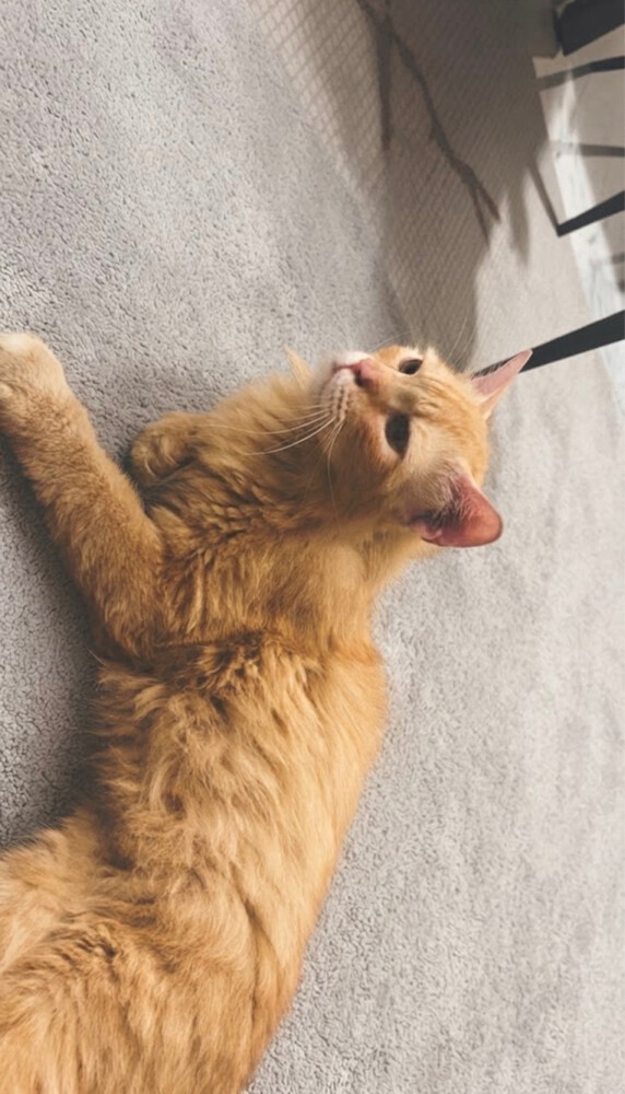 لتبني  - 1