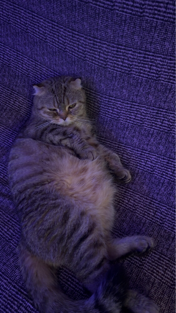 Scottish Fold - 2