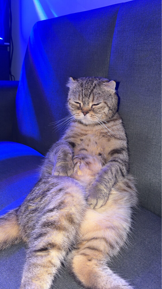 Scottish Fold - 4