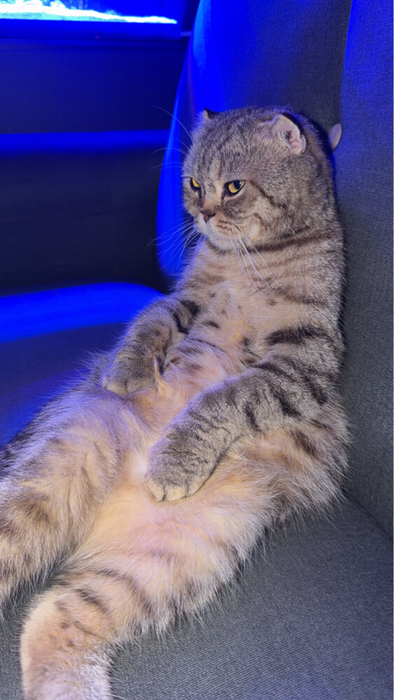 Scottish Fold - 3