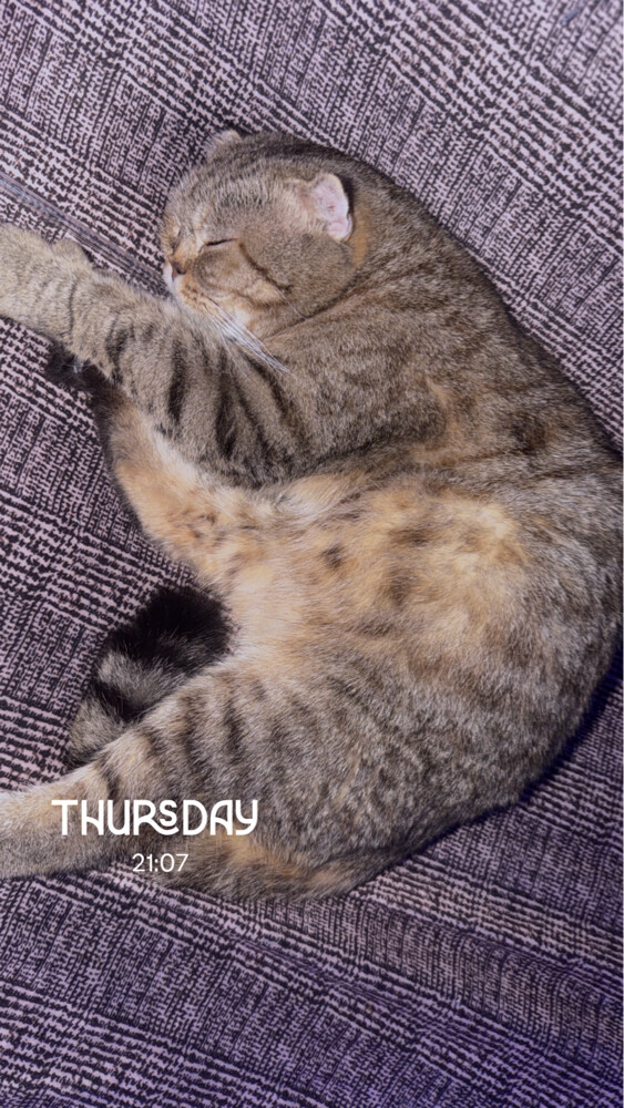 Scottish Fold - 5