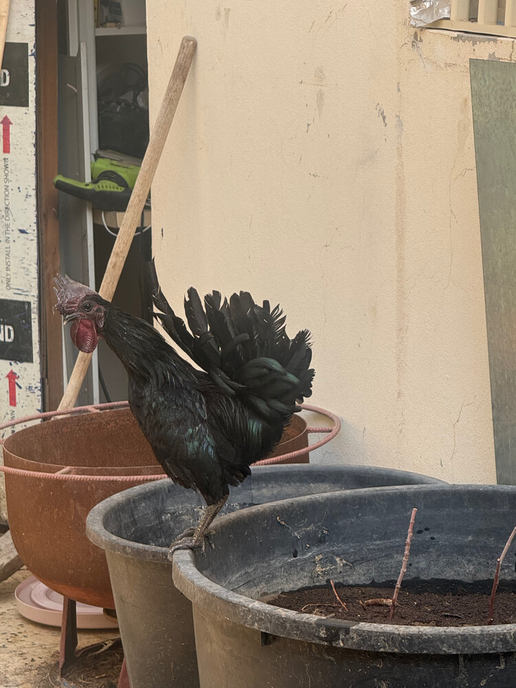 Lamborghini chicken(Indonesia) - 2