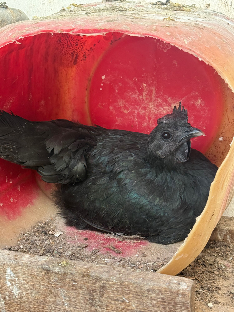 Lamborghini chicken(Indonesia) - 3