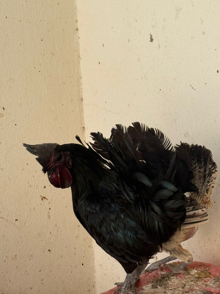 Lamborghini chicken(Indonesia) - 1