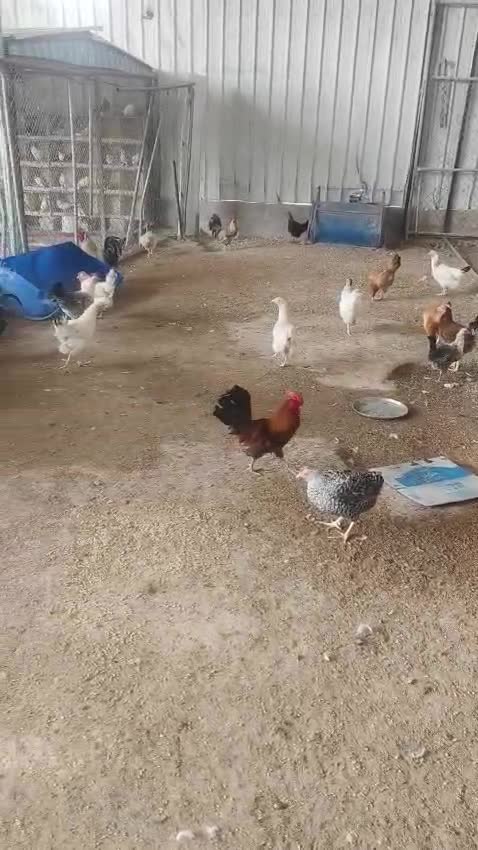 موجود كل أنواع الدجاج - 1