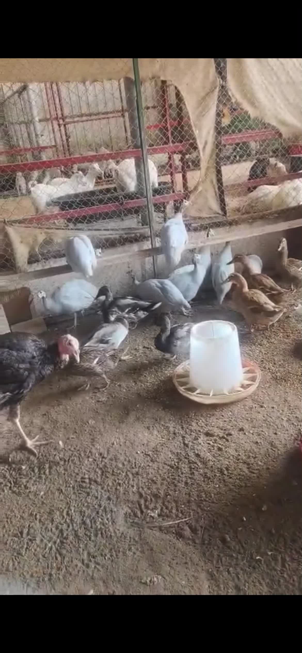 البط والاوز - 1