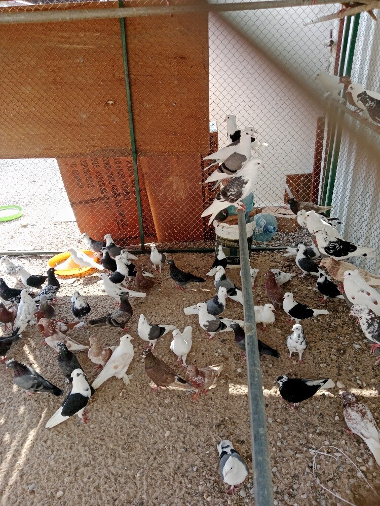 حمام بوشهر - 1