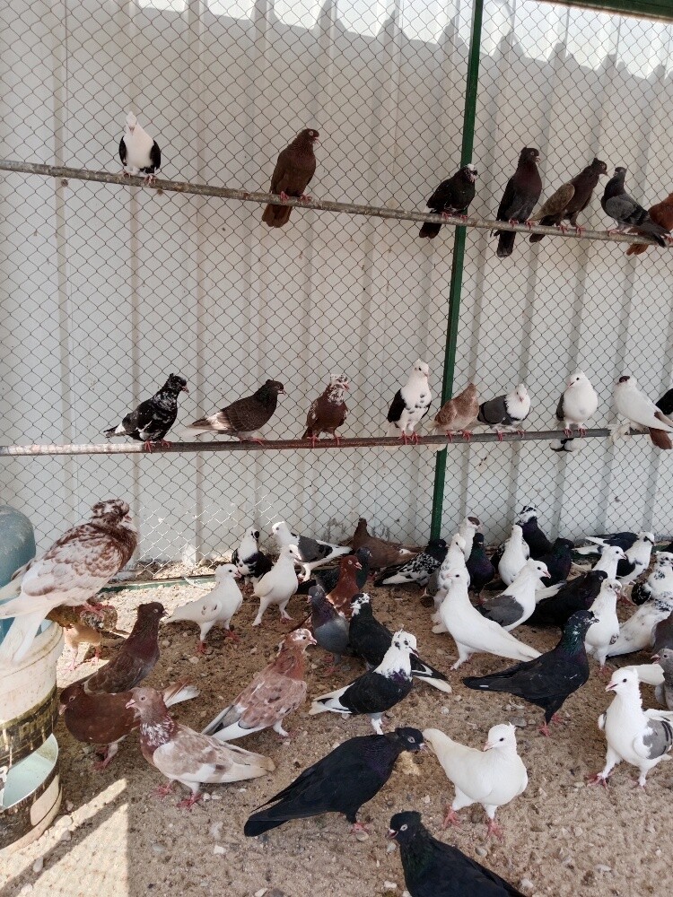 حمام بوشهر - 3