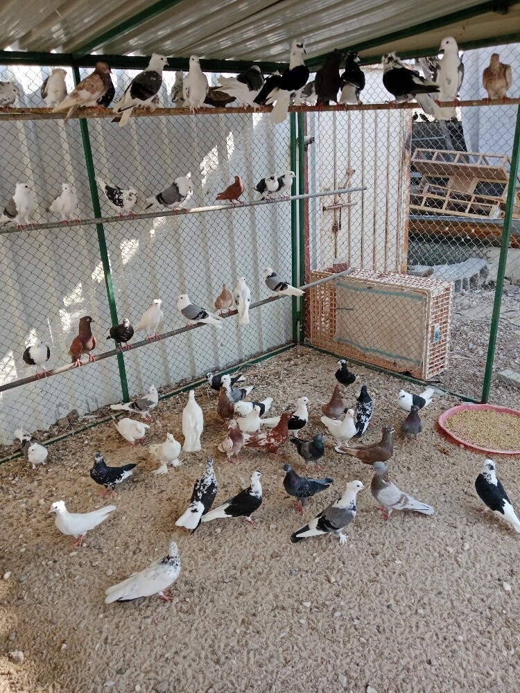 حمام بوشهر - 4