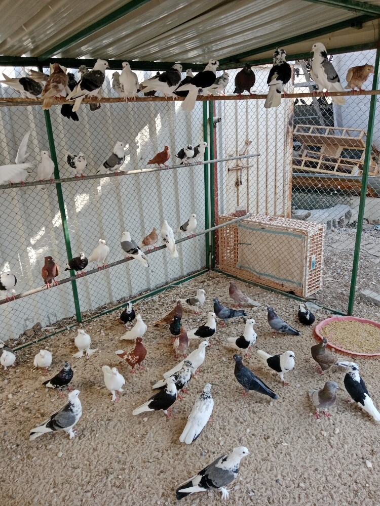 حمام بوشهر - 2