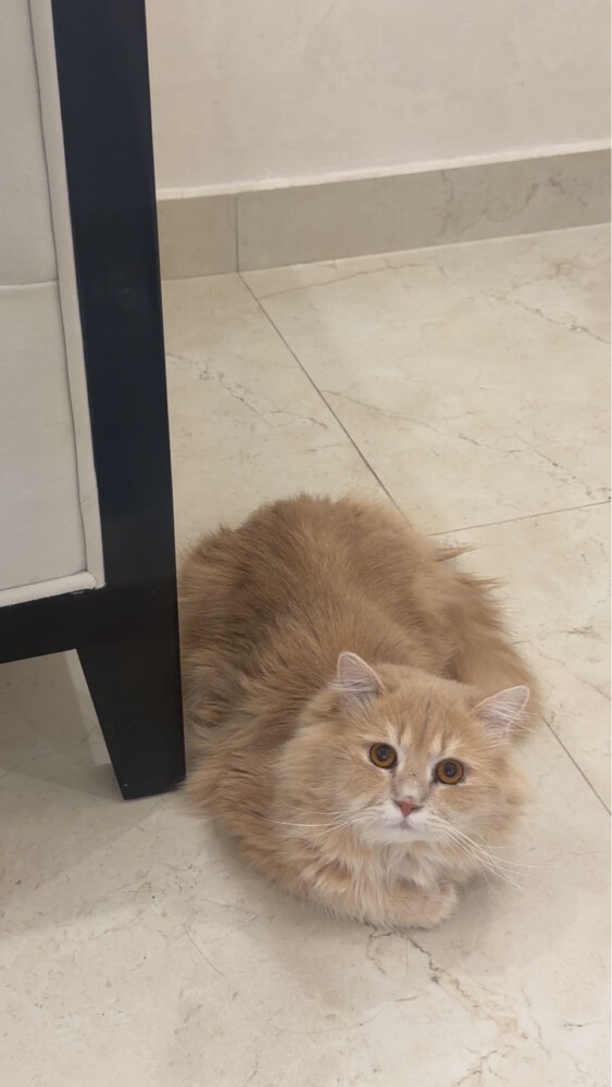 cat for adoption  - 1