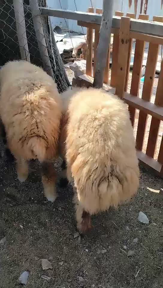 للبيع خرفان زبايح فل شحم - 1