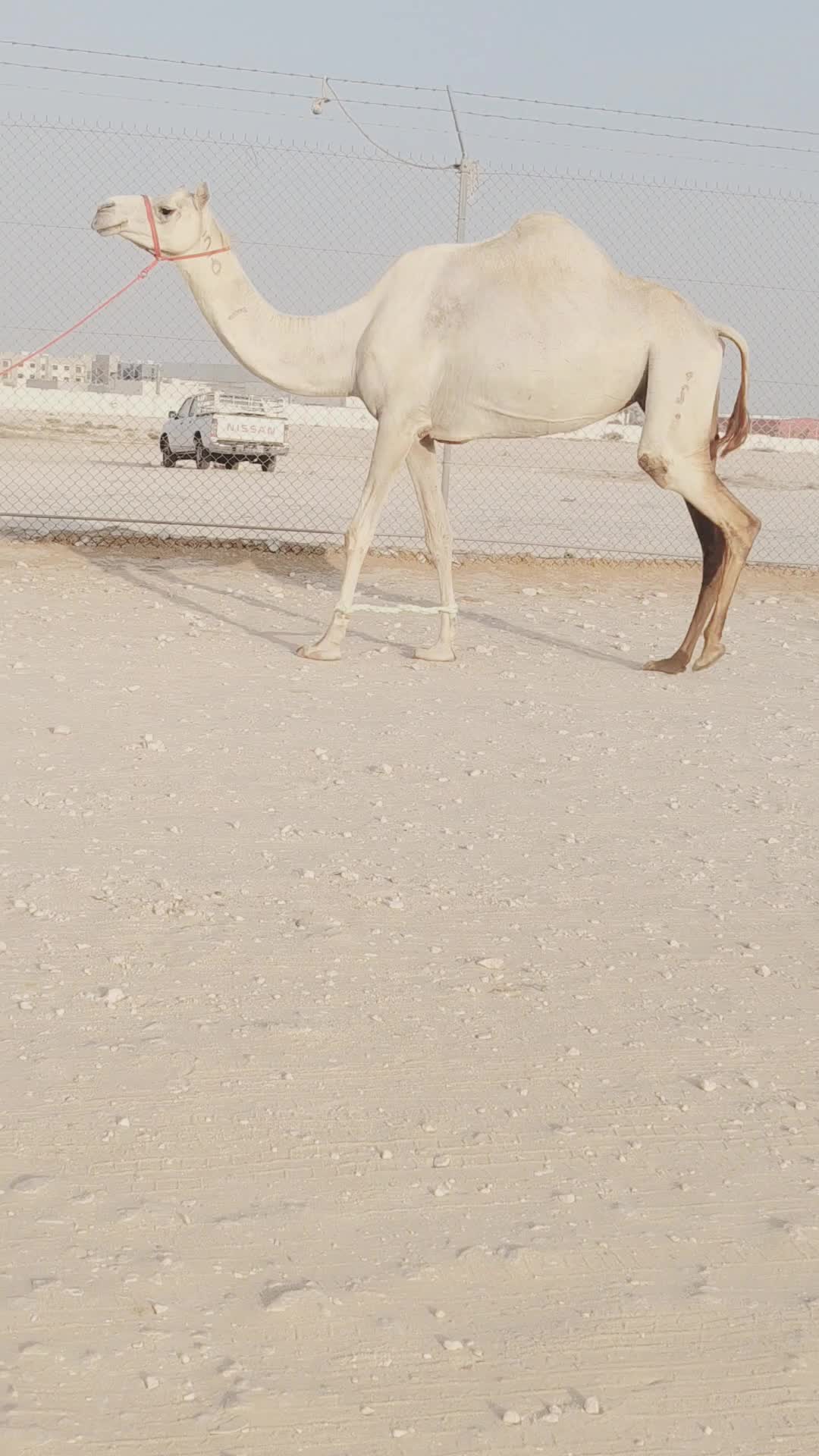 للبيع سودانية - 1