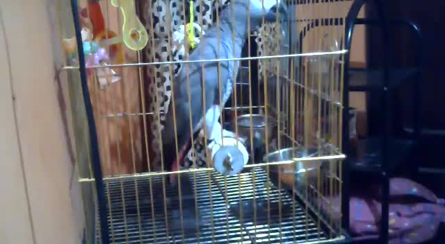 GREY AFRICAN VERY TALKTIVE PARRORT - 1