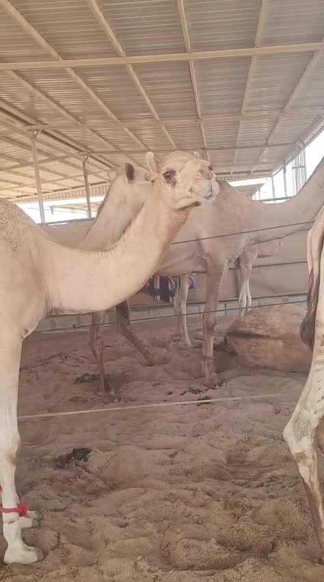 عشر ثنيه سليم البرسيلا والعزاريب - 1