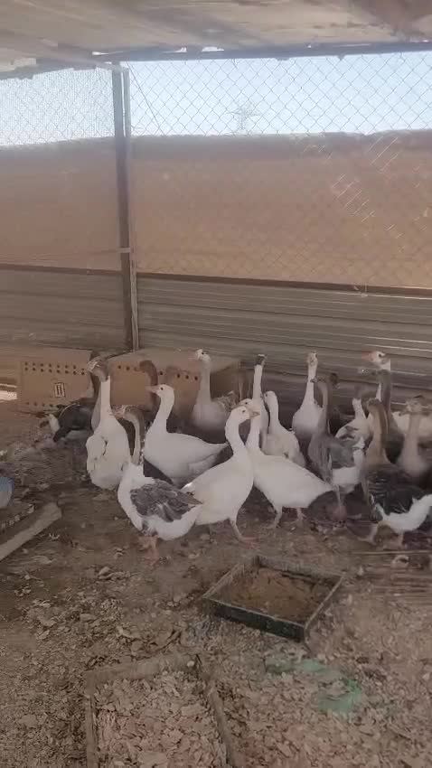 وز هجين عراقي وهولندي - 1