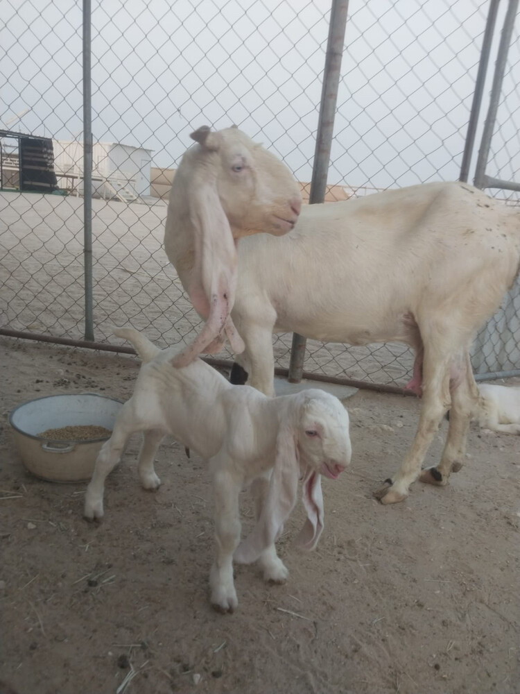 للبيع عنز مشروكة  - 1