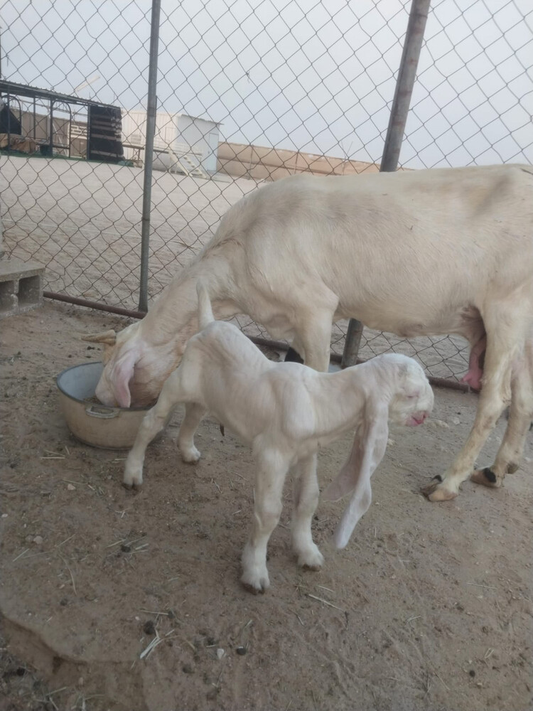 للبيع عنز مشروكة  - 2